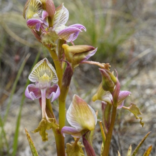 Disa spathulata